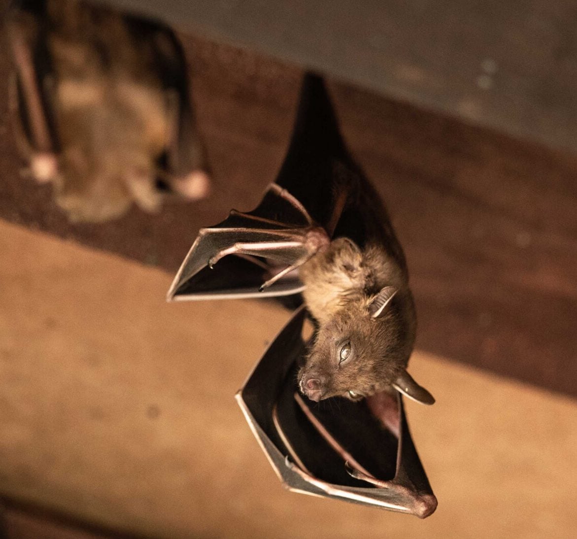 Wildlife-Bats in Lehigh Valley